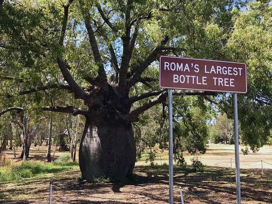Roma's Largest Bottle Tree
